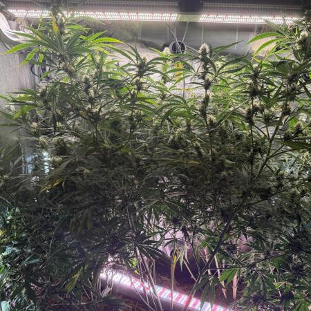 Gorilla Z Auto #2 🦍🍬