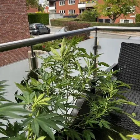 💨🍀🍈 Fresca Melon Clone #3