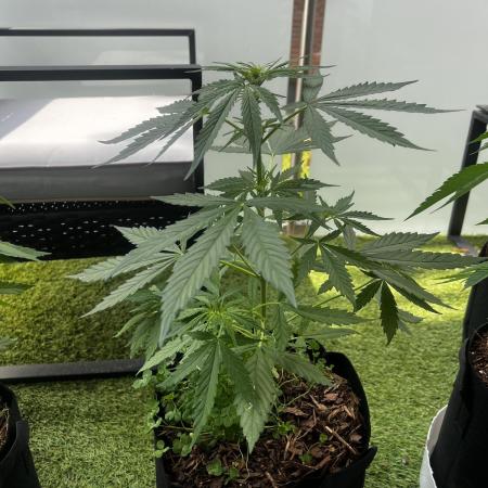 🍬🍭Zkittlez Auto #1
