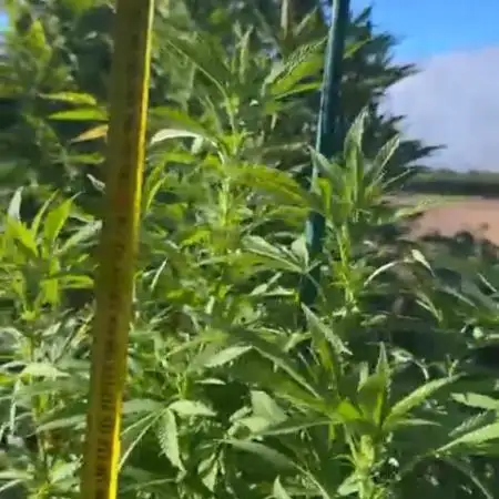💨🍀🍈Fresca Melon Outdoor