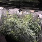 Gorilla Z Auto #3 🦍🍬