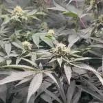 💨🍈🍀 Fresca Melon Clone #1