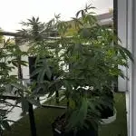 💨🍀🍈 Fresca Melon Clone #5