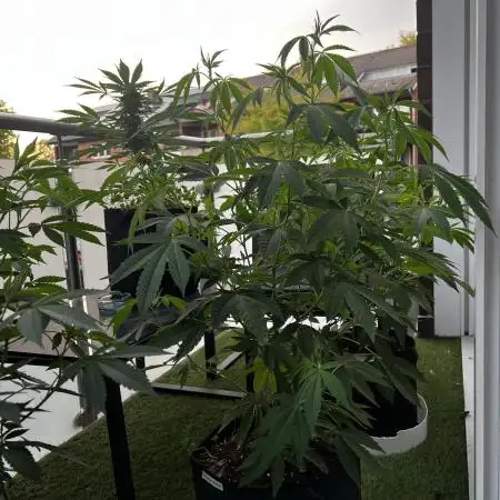 💨🍀🍈 Fresca Melon Clone #5