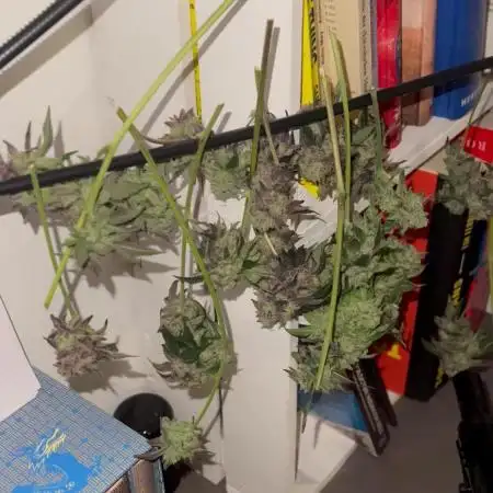 💨🍈🍀 Fresca Melon Clone #1