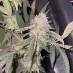 💨🍈🍀 Fresca Melon Clone #1