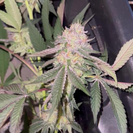 💨🍈🍀 Fresca Melon Clone #1