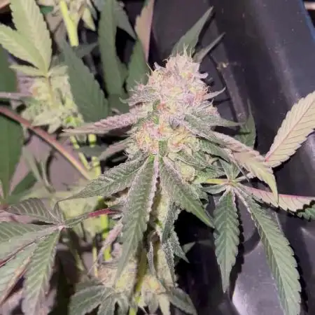 💨🍈🍀 Fresca Melon Clone #1