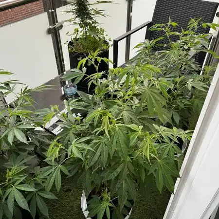 💨🍀🍈 Fresca Melon Clone #3