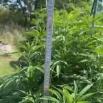 💨🍀🍈Fresca Melon Outdoor