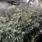💨🍈🍀 Fresca Melon Clone #1