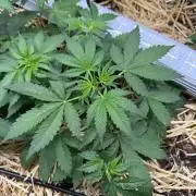 Space Cookie Auto