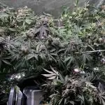 💨🍀🍈Fresca Melon Clone #2