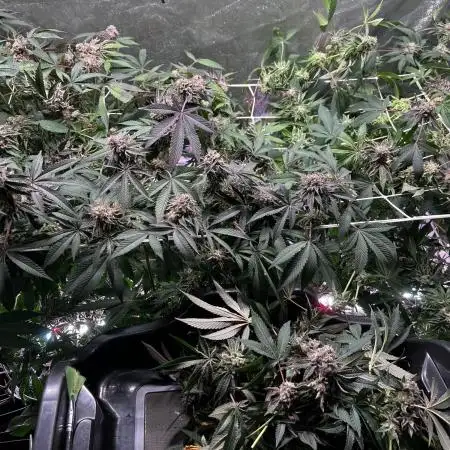 💨🍀🍈Fresca Melon Clone #2