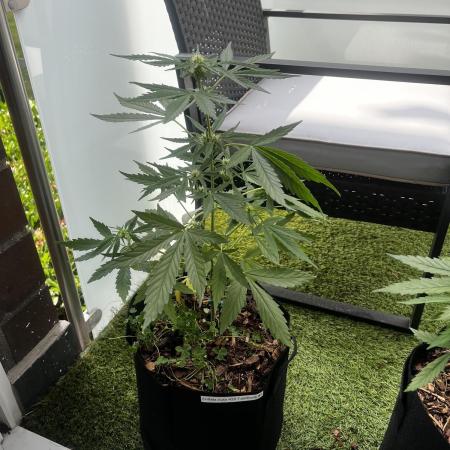 🍬🍭 Zkittlez Auto #2
