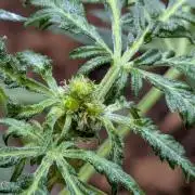 Khalifa Genetica Purple FreakShow