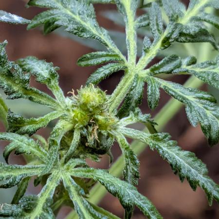 Khalifa Genetica Purple FreakShow