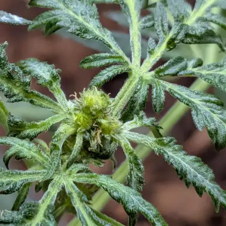 Khalifa Genetica Purple FreakShow