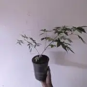 Khalifa Genetica Purple FreakShow