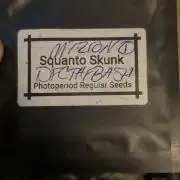 MtZion Seed Cooperative Squanto Skunk