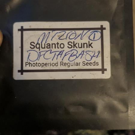 MtZion Seed Cooperative Squanto Skunk
