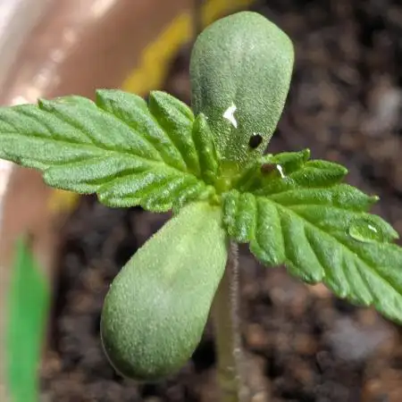 Khalifa Genetica Purple FreakShow