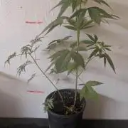 Khalifa Genetica Purple FreakShow