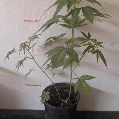 Khalifa Genetica Purple FreakShow