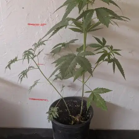 Khalifa Genetica Purple FreakShow