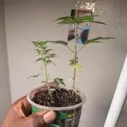 Khalifa Genetica Purple FreakShow