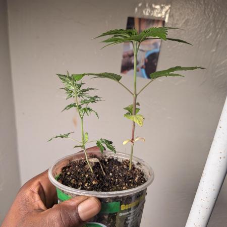 Khalifa Genetica Purple FreakShow