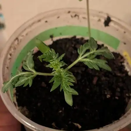 Khalifa Genetica Purple FreakShow