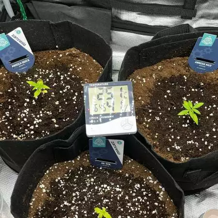 My First Grow! AK420 & Amnezia Galore
