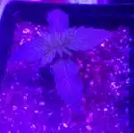 Sensi Seeds Northern Lights First Grow