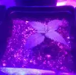 Dutch Passion Glueberry OG First Grow