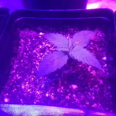 Dutch Passion Glueberry OG First Grow