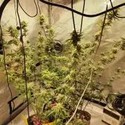 Fast buds Tropicana Cookies FF