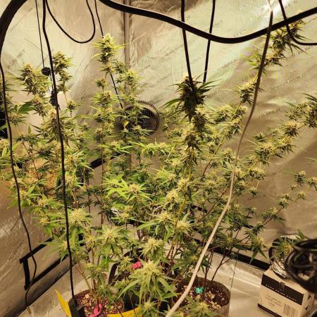 Fast buds Tropicana Cookies FF