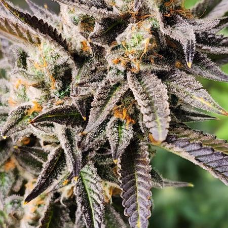 4 more for perpetual