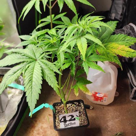 FAST BUDS Auto Mix Pack