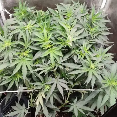 Indoor 2025 -100w-Ts 600 SETUP-