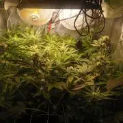 2026-Multistrain -150watt