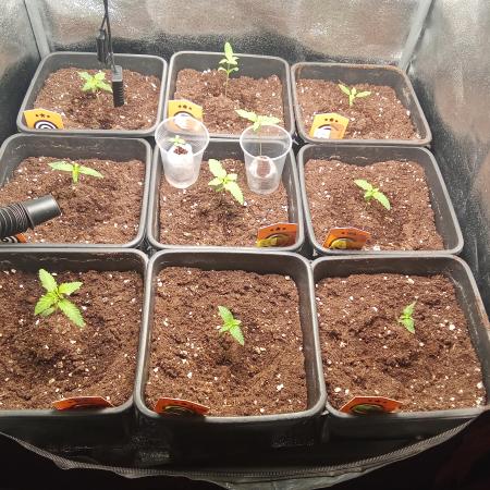 Indoor 2025 (2)-SOG setup (150w)