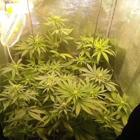 Indoor 2025 -150w- Grow the Jungle 150w0