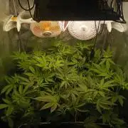 2026-Multistrain -150watt