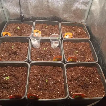 Indoor 2025 (2)-SOG setup (150w)