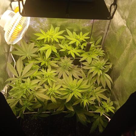 Indoor 2025 -150w- Grow the Jungle 150w0