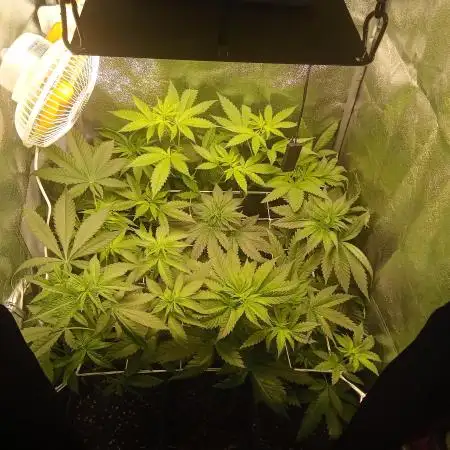 Indoor 2025 (2)-SOG setup (150w)