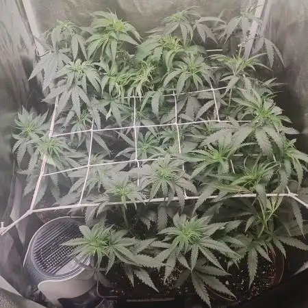 Indoor 2025 -100w-Ts 600 SETUP-