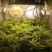 2026-Multistrain -150watt